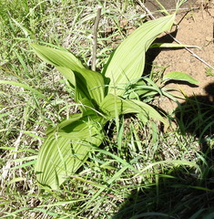 Veratrum nigrum