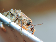 Phelypera distigma