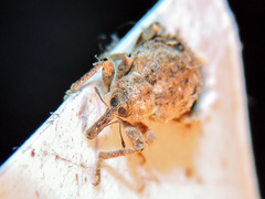 Phelypera distigma