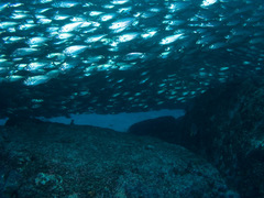 Selar crumenophthalmus