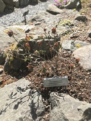 Rhododendron anthopogon