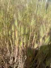 Hordeum marinum