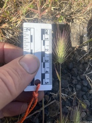 Hordeum marinum