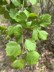 Crataegus dodgei