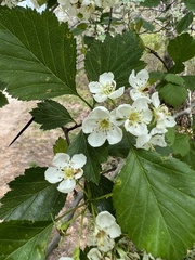 Crataegus dodgei