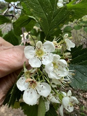 Crataegus dodgei