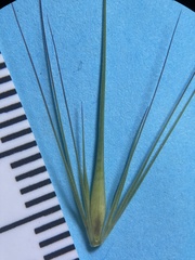 Hordeum marinum