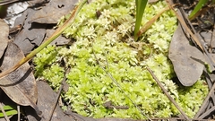 Sphagnum strictum