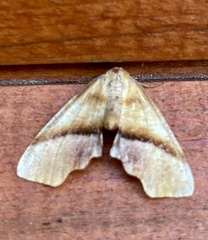 Plagodis phlogosaria