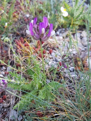 Astragalus vesicarius