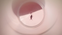 Entomobrya comparata