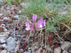 Astragalus vesicarius