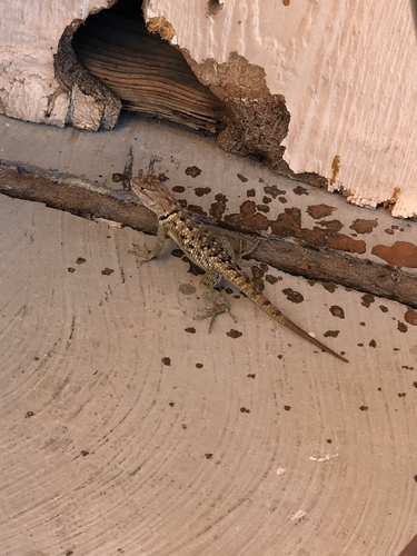iNaturalist observation photo of Desert Spiny Lizard