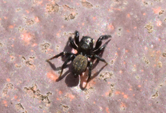 Euophrys herbigrada