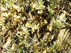 Spergularia media media