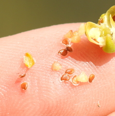 Spergularia media media