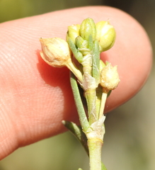 Spergularia media media