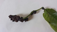 Phylloxera caryaecaulis