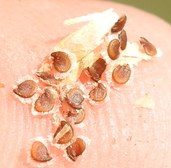 Spergularia media media