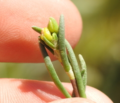 Spergularia media media