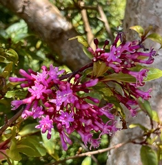 Fuchsia paniculata paniculata
