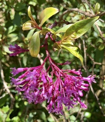 Fuchsia paniculata paniculata
