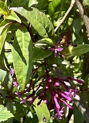 Fuchsia paniculata paniculata