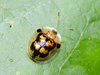 Mottled Tortoise Beetle - Photo (c) Cheryl Harleston López Espino, some rights reserved (CC BY-NC-ND), uploaded by Cheryl Harleston López Espino