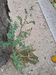 Sonchus