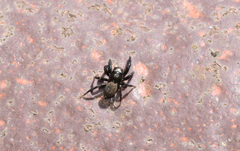 Euophrys herbigrada