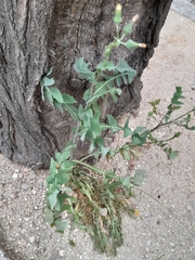 Sonchus