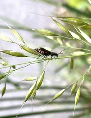 Axinotarsus marginalis