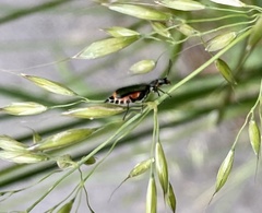 Axinotarsus marginalis