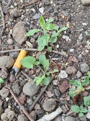 Asteraceae