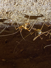 Hadenoecus subterraneus