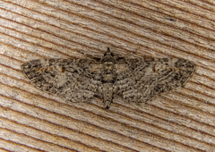 Eupithecia graefii