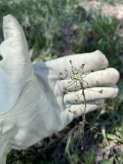 Capsella bursa-pastoris