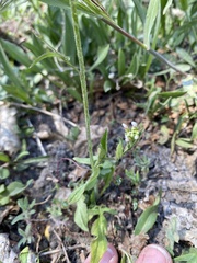 Capsella bursa-pastoris