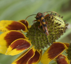Strangalia sexnotata