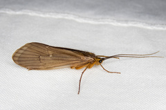 Hydatophylax hesperus