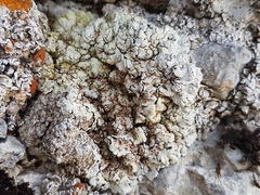 Squamarina stella-petraea