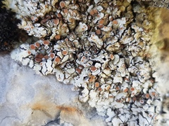 Squamarina stella-petraea