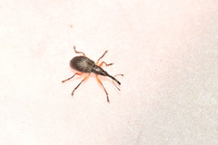 Protapion trifolii