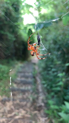 Araneus marmoreus