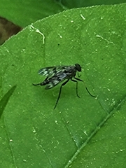 Rhagio punctipennis