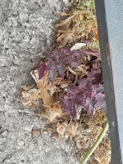 Asteraceae
