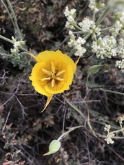 Calochortus weedii weedii