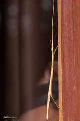 Baculomia