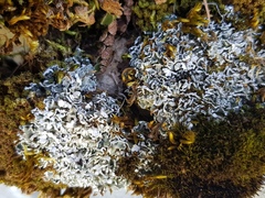 Cladonia symphycarpa