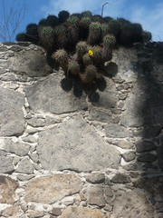 Mammillaria compressa compressa